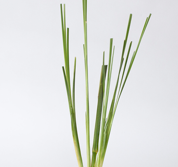 Vetiver Slips